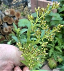 Solidago gigantea
