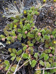 Acaena montana