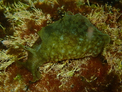 Aplysia sydneyensis