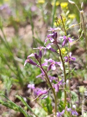 Chorispora tenella