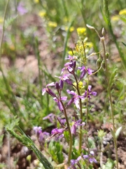 Chorispora tenella