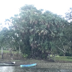 Acoelorraphe wrightii