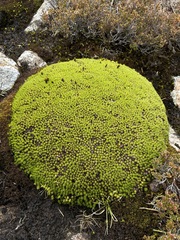 Abrotanella forsteroides