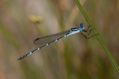 Austrolestes minjerriba