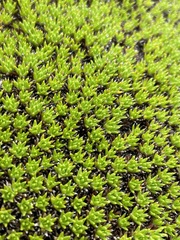 Abrotanella forsteroides