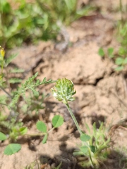 Ceratocephala testiculata