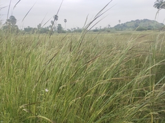 Heteropogon contortus