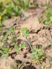 Ceratocephala testiculata