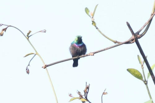 Purple-banded Sunbird (Cinnyris bifasciatus), photo 10