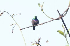 Cinnyris bifasciatus microrhynchus