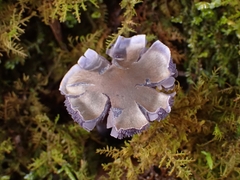 Image of Cortinarius sericeolazulinus