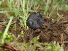 Helvella atra