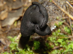 Helvella atra