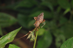 Melucha phyllocnemis