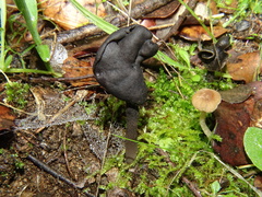 Helvella atra