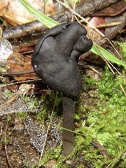Helvella atra