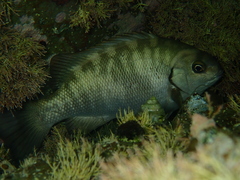 Girella elevata