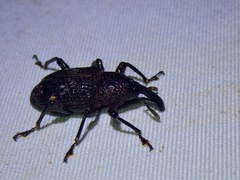 Hylobiina