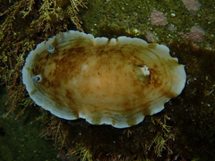 Aphelodoris varia