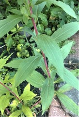 Solidago gigantea