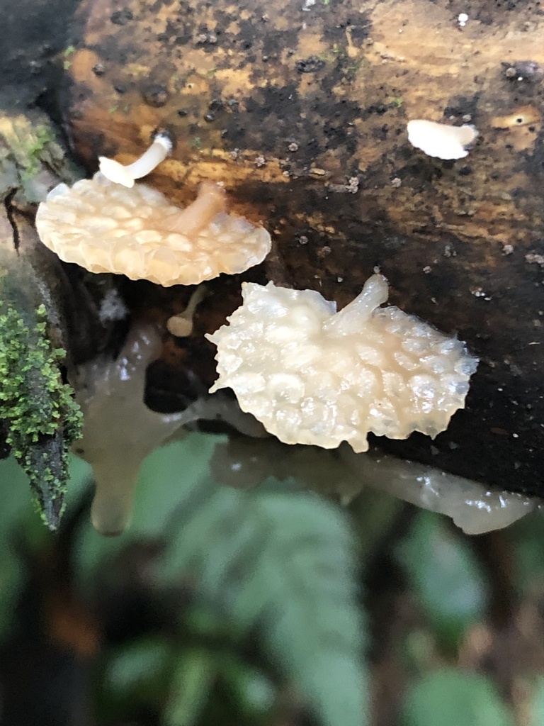 Auricularia delicata · December 2019 · photo: © blazeclaw (iNaturalist, cc-by)