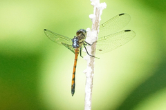 Dasythemis esmeralda