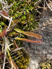 Drosera arcturi