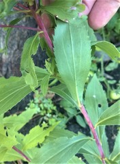 Solidago gigantea