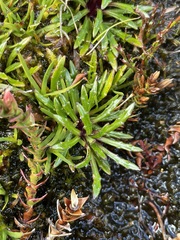 Scapisenecio albogilvus