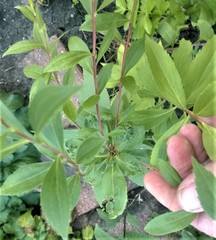Solidago gigantea