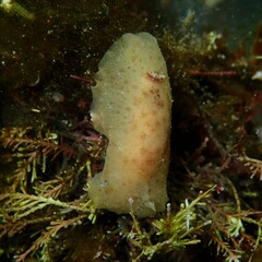 Sclerodoris