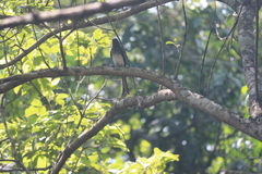 Dicrurus caerulescens