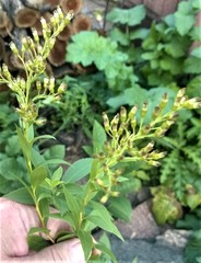 Solidago gigantea