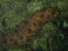 Australostichopus mollis