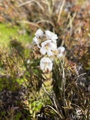 Euphrasia striata