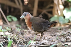 Laterallus melanophaius