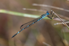 Austrolestes minjerriba