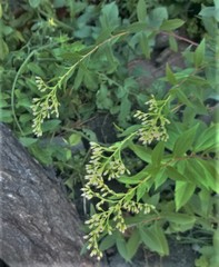 Solidago gigantea