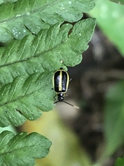 Diabroticina
