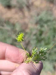 Ceratocephala falcata
