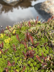 Drosera arcturi