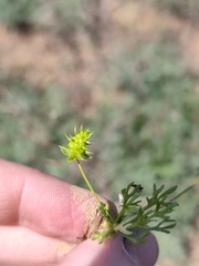 Ceratocephala falcata