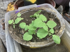 Solanum sanfurgoi