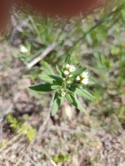 Buglossoides czernjajevii