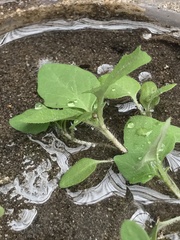 Solanum sanfurgoi