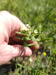 Buglossoides czernjajevii