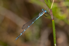 Austrolestes minjerriba