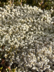 Racomitrium lanuginosum