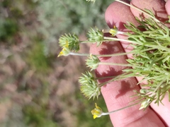 Ceratocephala testiculata