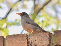Turdus smithi